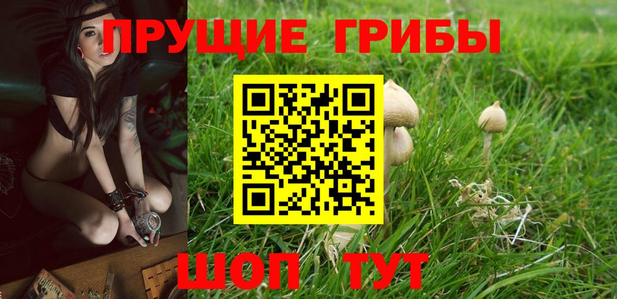 Галлюциногенные грибы Cubensis Балахна